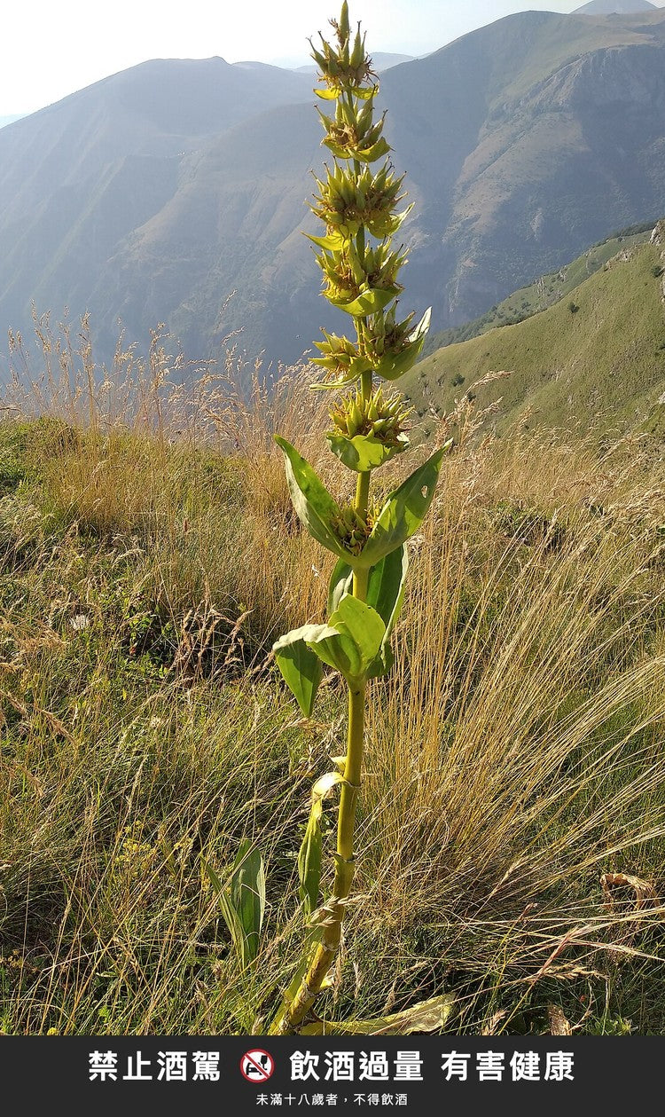 De Negri ジェンツィアーナ(ゲンチアナ)グラッパの原料、黄花ゲンチアナ(Gentiana lutea)。写真:Wikimedia Commons(CC0)