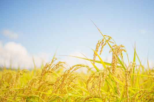 稲穂の参考イメージ・実際の生産地ではありません/稻穗示意,非實際產地/Rice illustration, not the actual production site