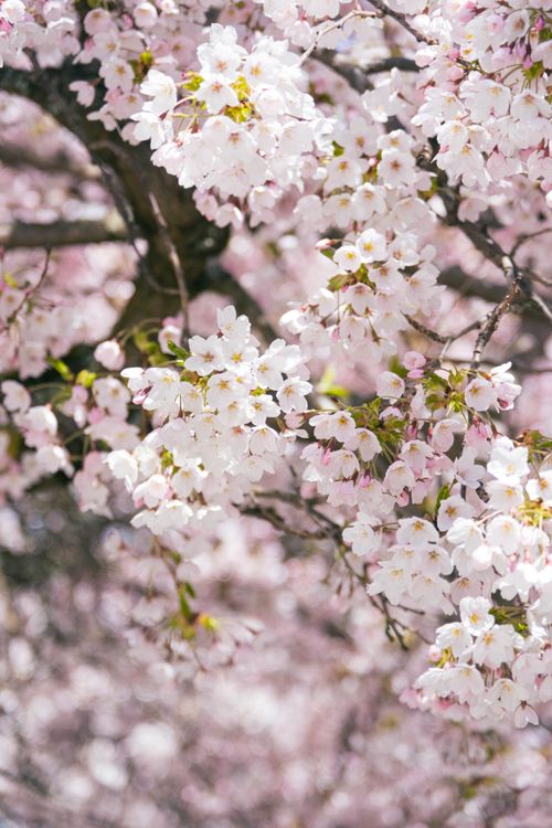 桜の花の参考イメージ/櫻花意象照片/Cherry blossom illustration