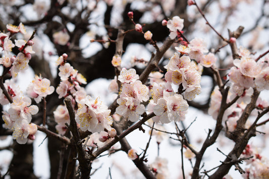 梅の花の参考イメージ/梅花意象照片/Ume blossom illustration
