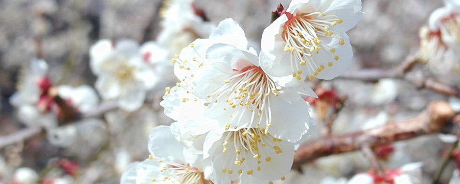 筋本農園公式掲載の梅の花/筋本農園官方梅花照片/Plum blossoms shown by Sujimoto Farm