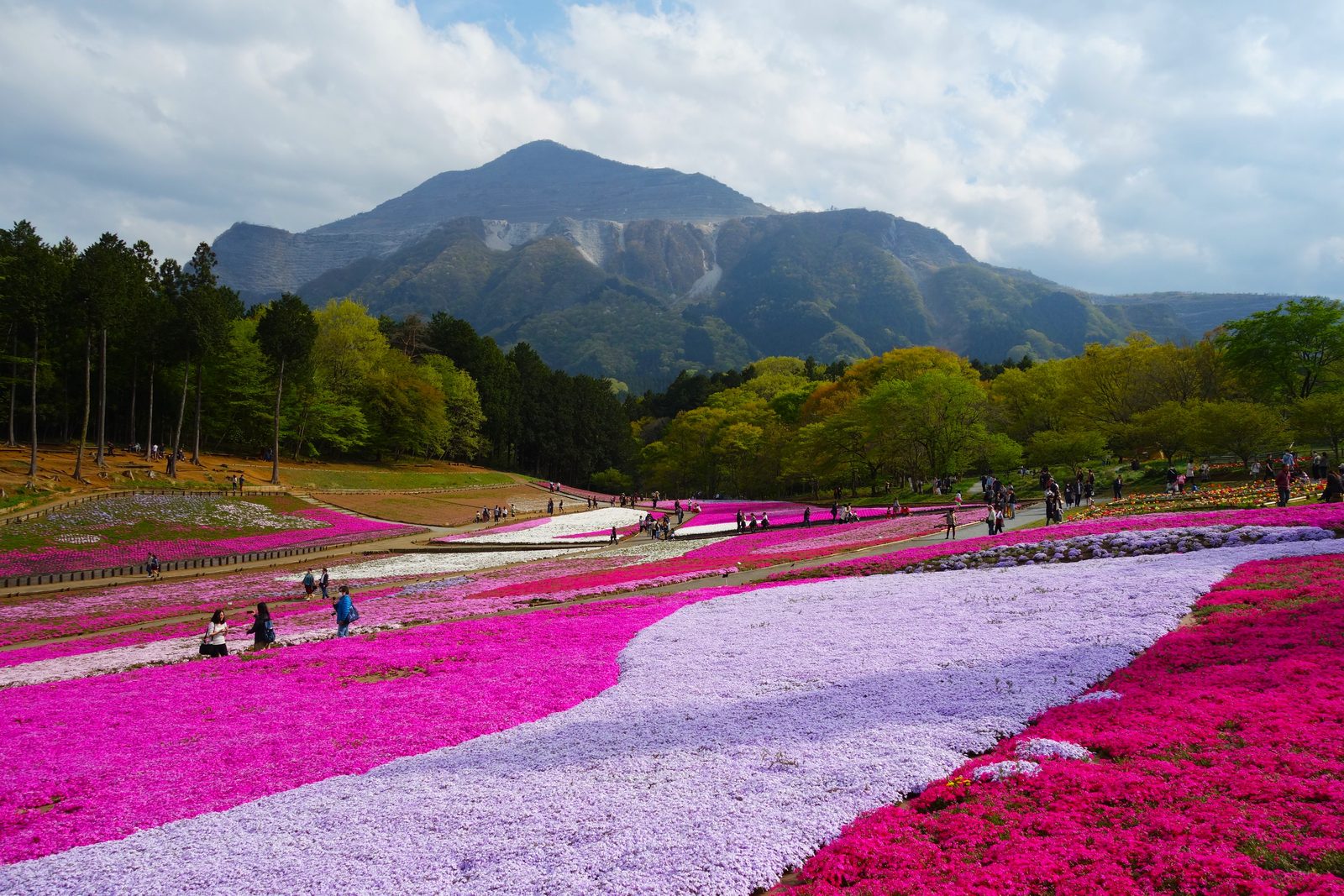 芝桜の丘の向こうにそびえる武甲山(埼玉県秩父市・羊山公園)