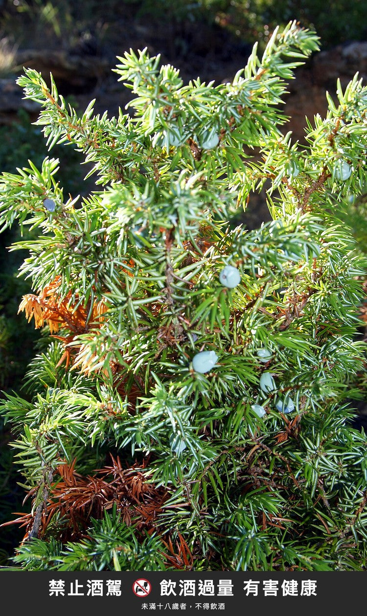 De Negri ジネプロ（ジュニパー）グラッパの原料、セイヨウネズ（Juniperus communis）。写真：Wikimedia Commons（パブリックドメイン）
