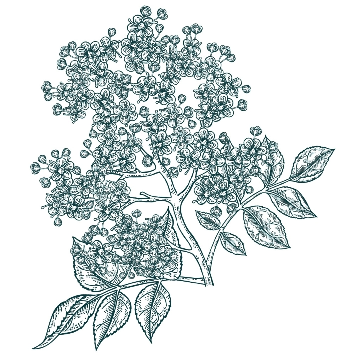Sambucus 接骨木花