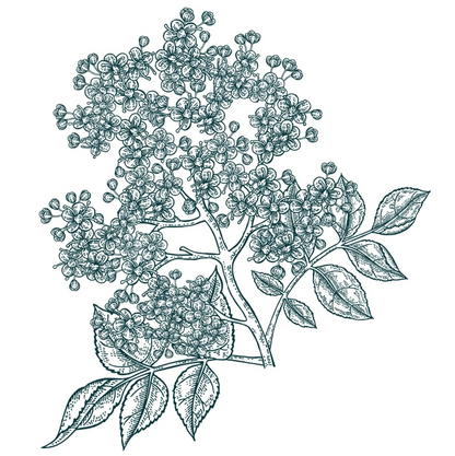 Sambucus 接骨木花