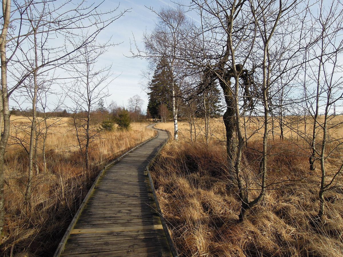 La torbiera d'altura delle Hautes Fagnes, vicino a Raeren