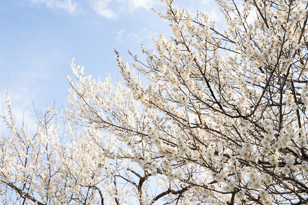 Weiße Pflaumenblüten im Kairakuen, Mito