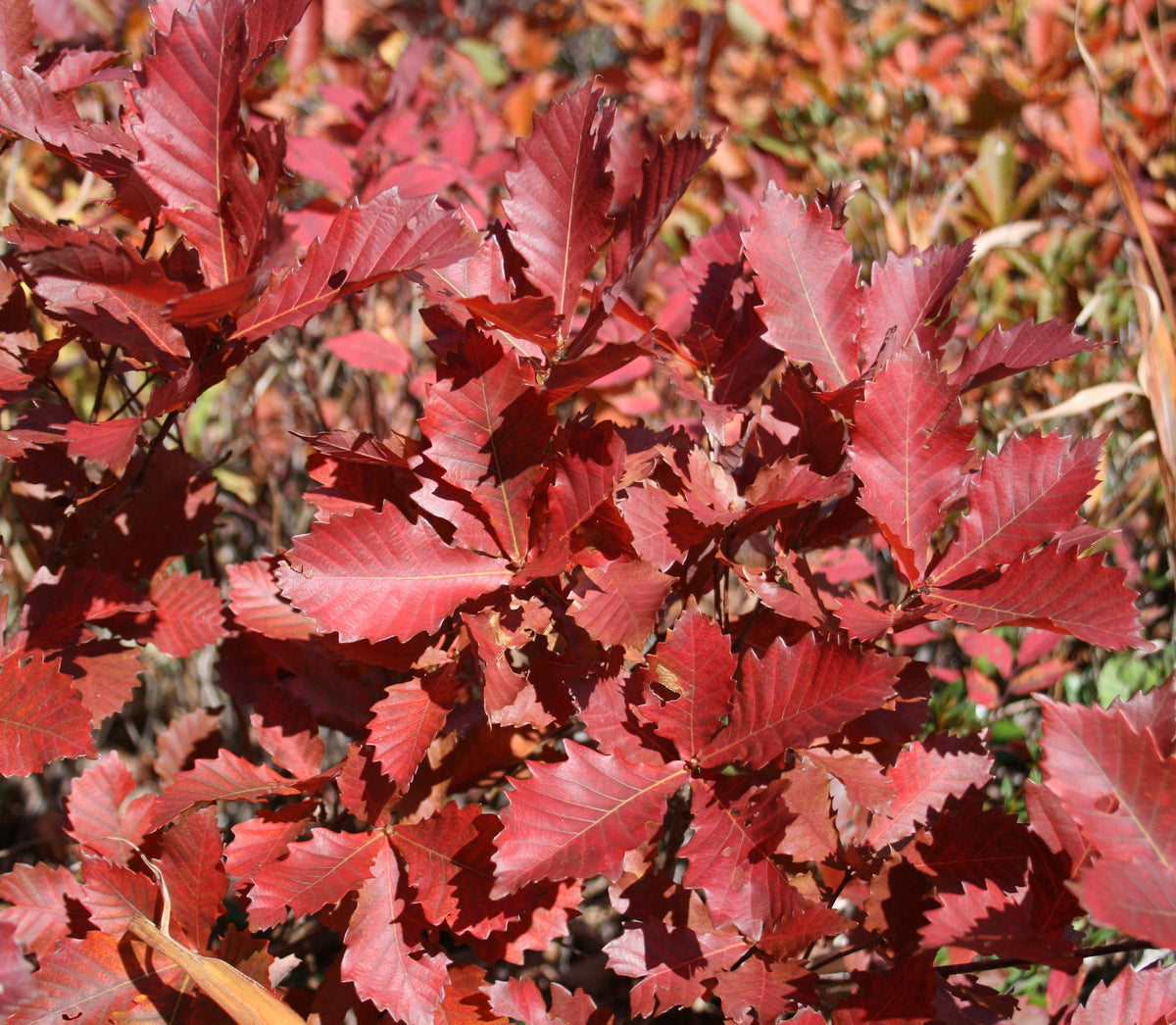 Herbstlaub der Mizunara-Eiche