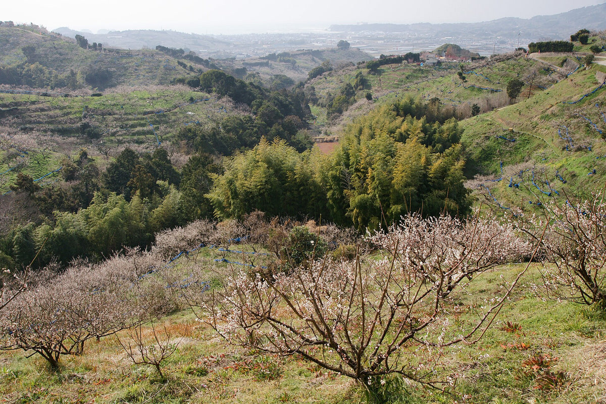 Huertos de ume entre las colinas de Minabe
