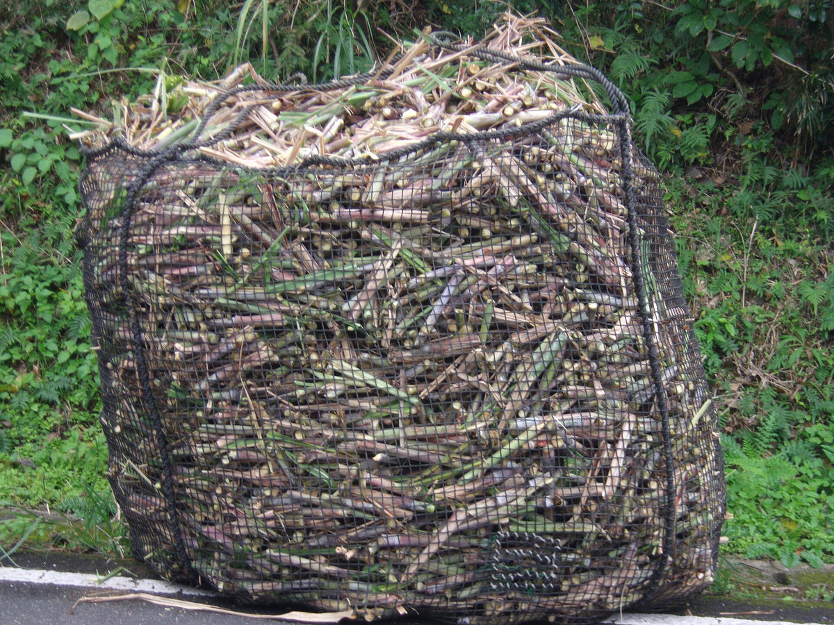 Harvested sugar cane