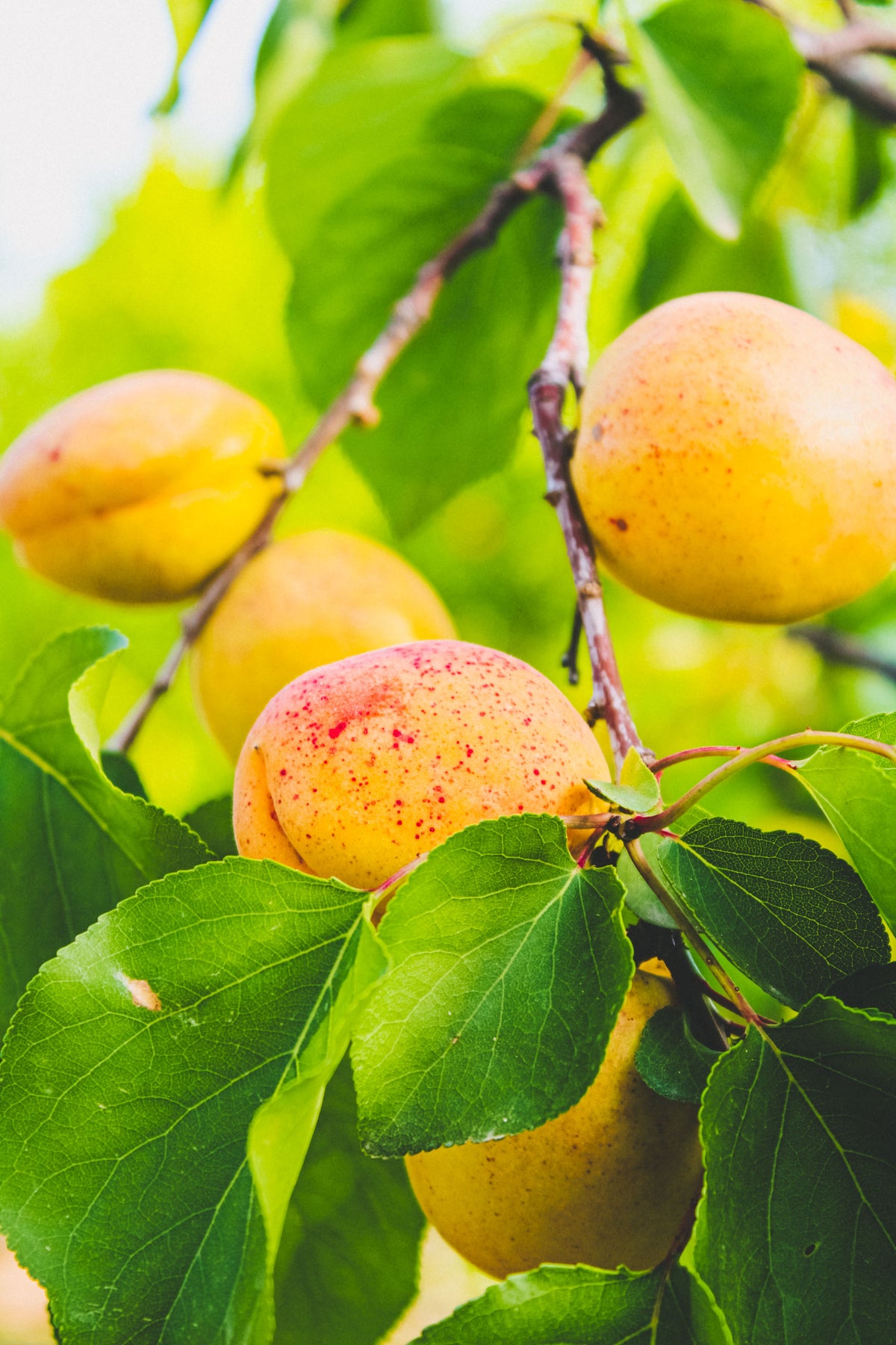 杏の参考イメージ／杏桃素材示意／Apricot ingredient illustration