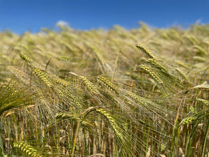 大麦畑の参考イメージ・実際の生産地ではありません／大麥田示意，非實際產地／Barley field illustration, not the actual production site