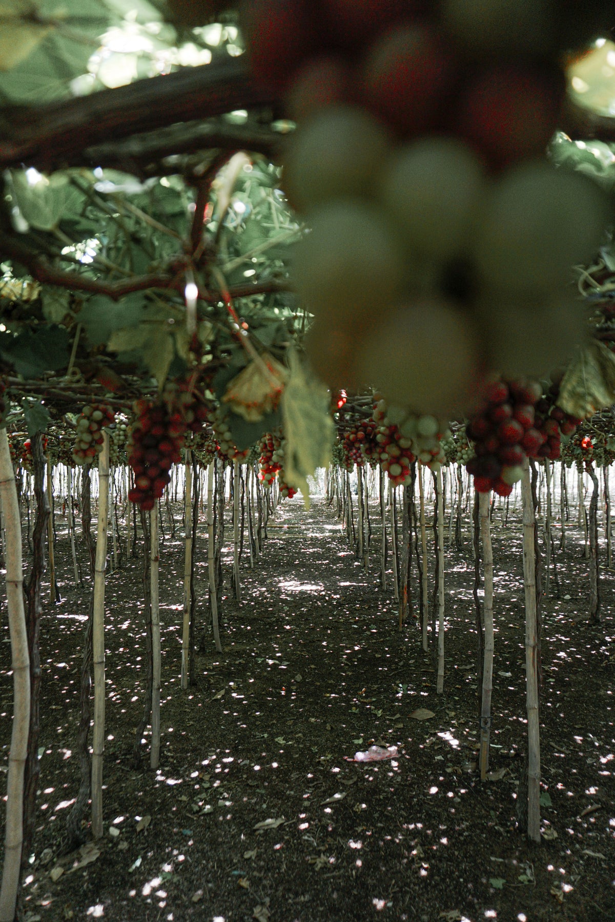 ぶどう畑の参考イメージ・実際の生産地ではありません／葡萄園示意，非實際產地／Vineyard illustration, not the actual production site