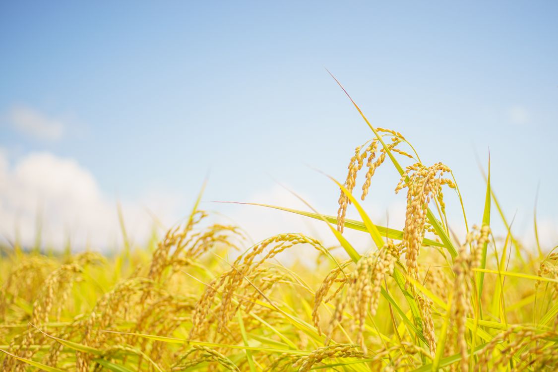 稲穂の参考イメージ・実際の生産地ではありません／稻穗示意，非實際產地／Rice illustration, not the actual production site