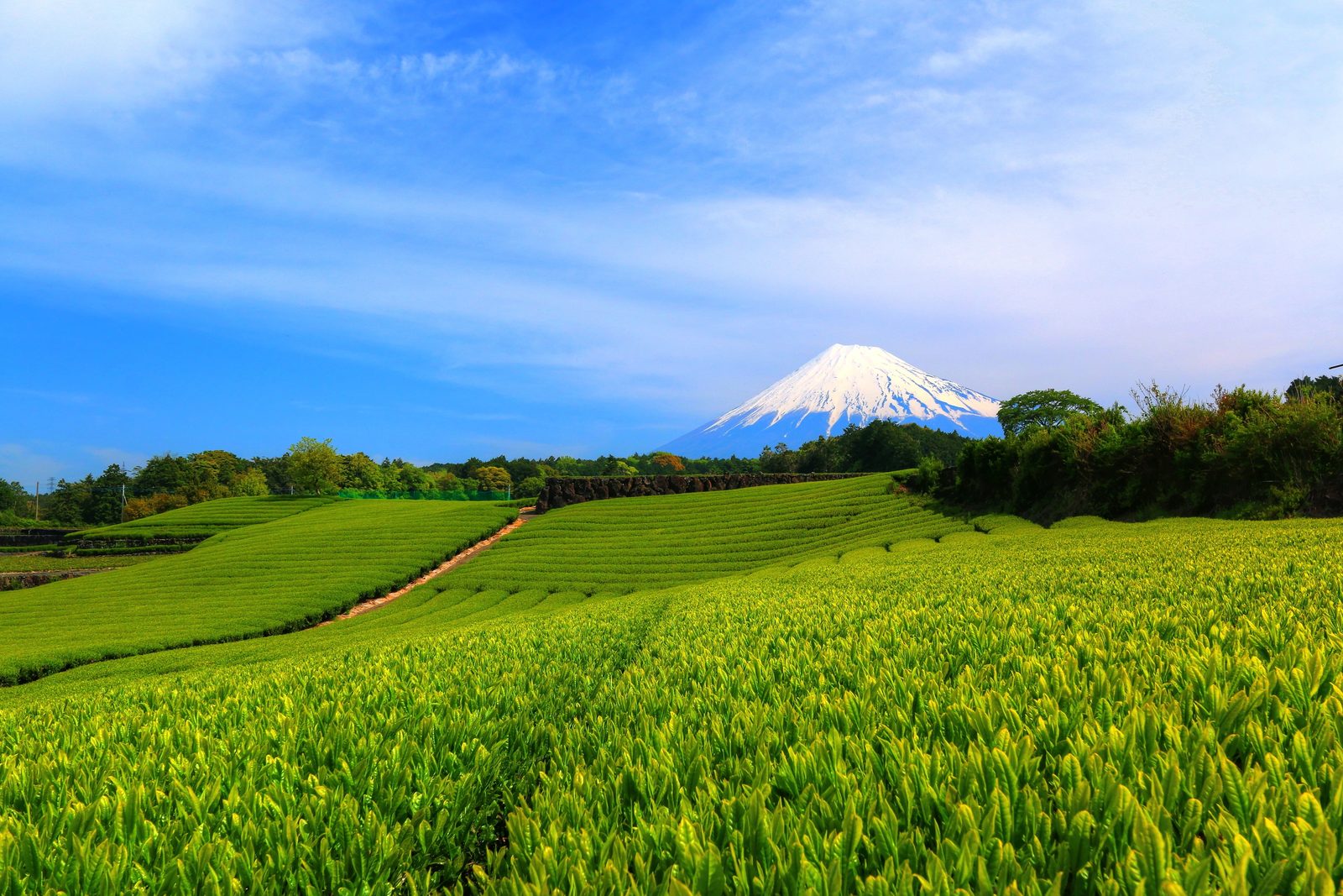 富士山を望む静岡県の茶畑